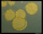 Pseudomonas sp